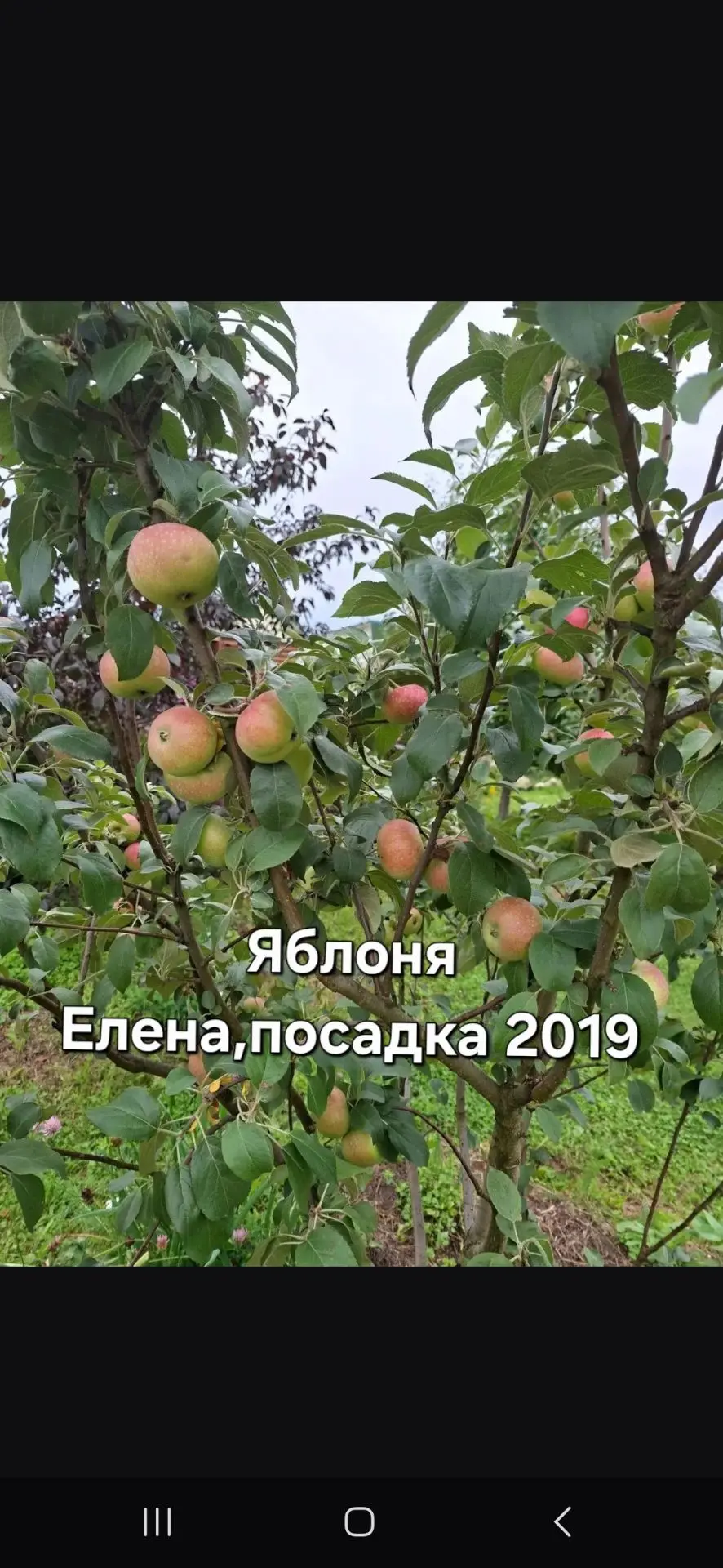 Спасибо огромное Снежане  за фото!Это вообще мои первые в жизни саженцы которые я вырастил в 2019 го