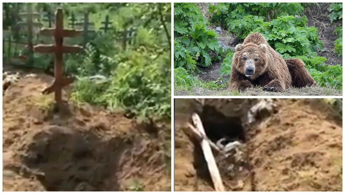 ⚠️ Шокирующий случай в Магадане: медведь разоряет кладбище
