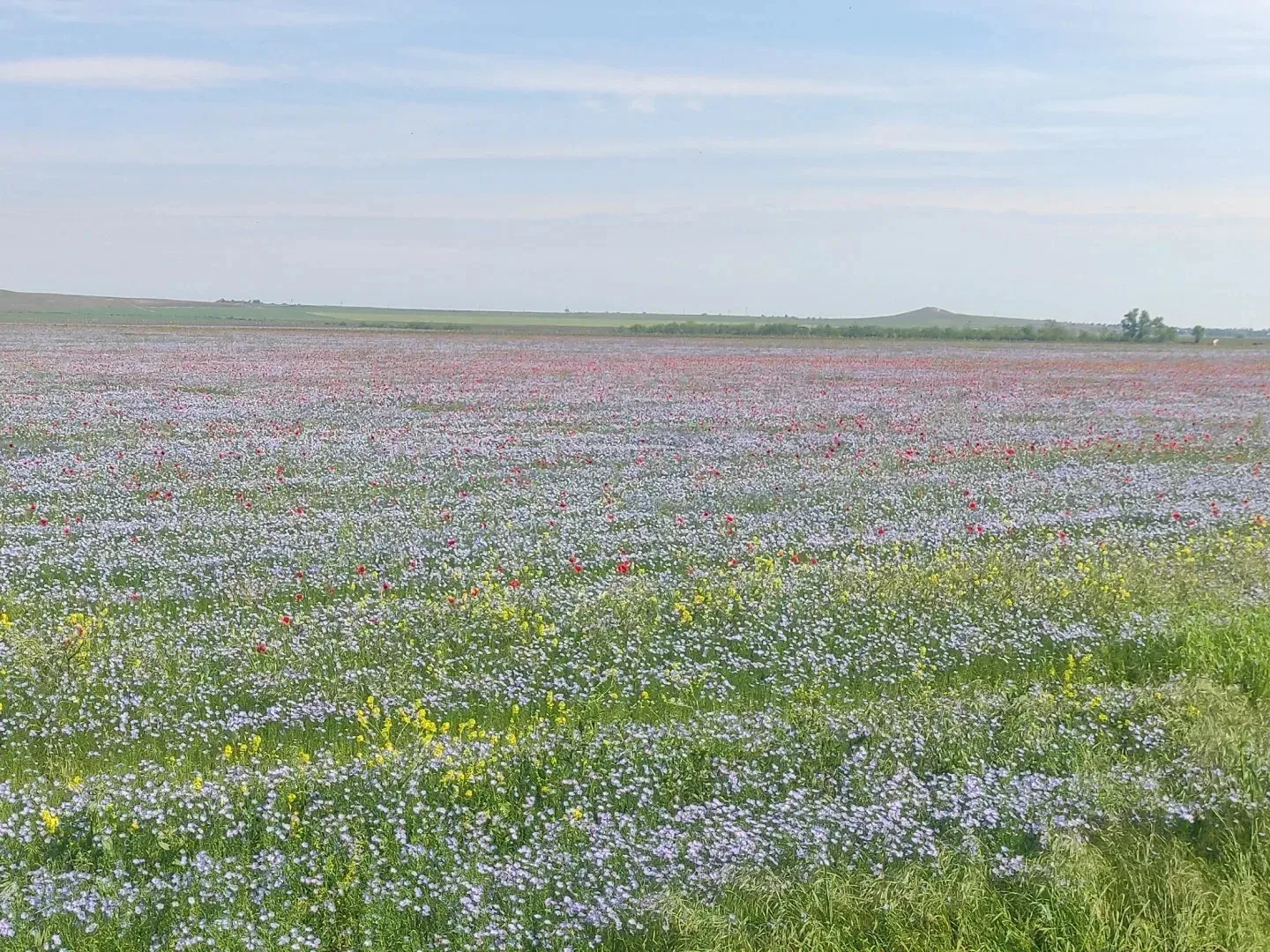🌸 Яркие фиолетово-красные поля украсили горизонт.   Место для фото: дорога из Ахтанизовской в сторон