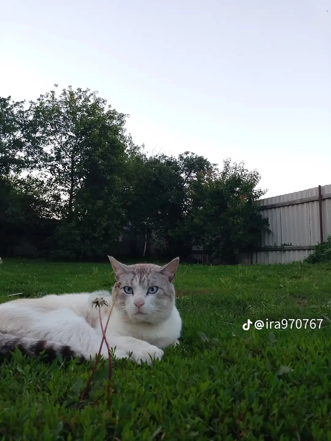 Пропал кот по кличке Марсик у него был зеленый ошейник с розовым колокольчиком на улице...