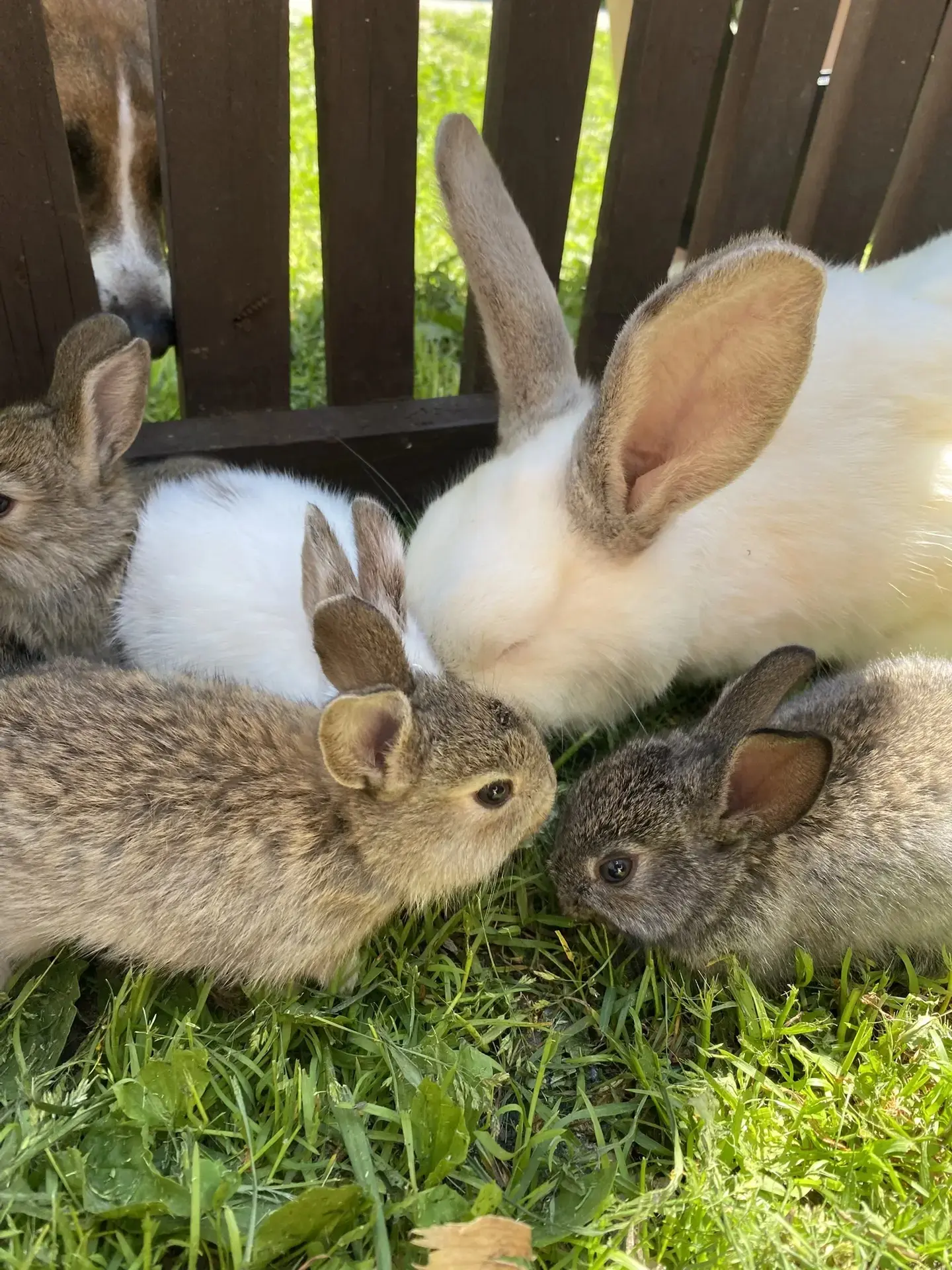 Днём по очереди мамы и детки гуляют по свежей травке 🥰