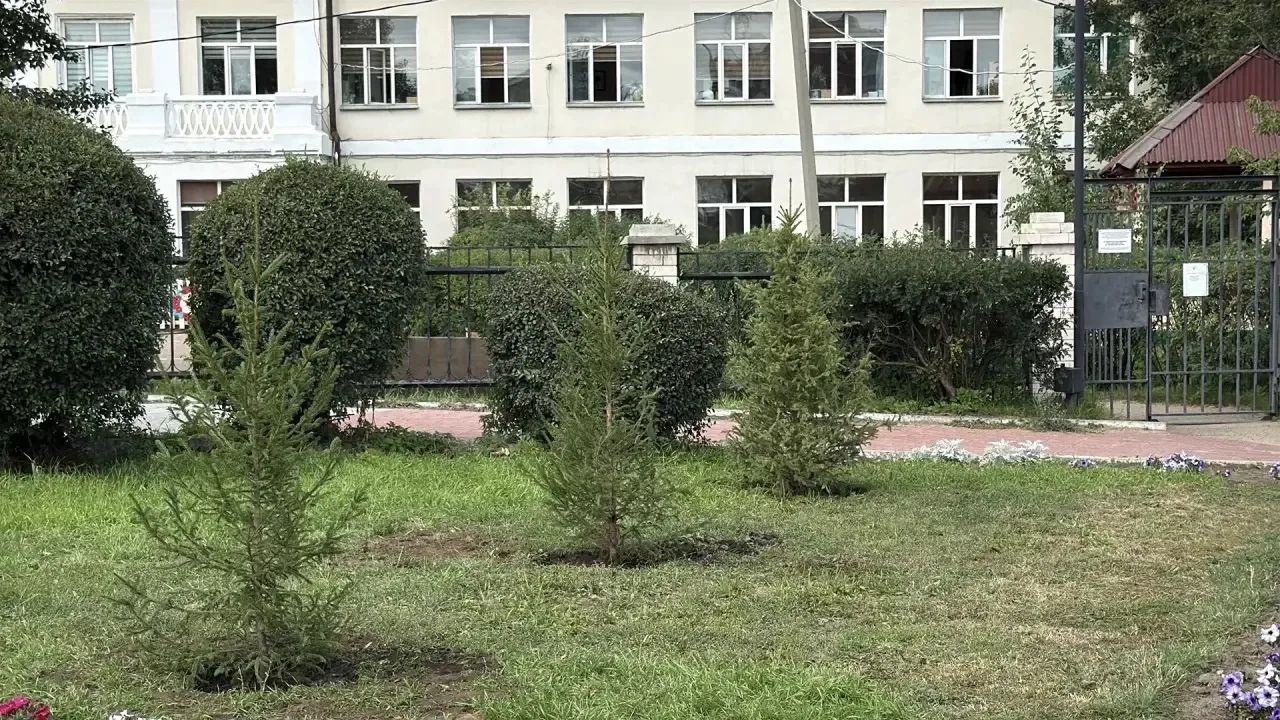 В историческом уголке на улице Бабушкина высадили ели