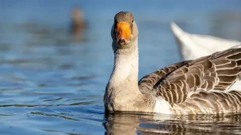 🦆 На Ямале началась осенняя охота.