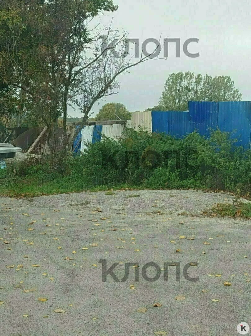 🐄 Под Калининградом четвёртый день лежит сбитая корова — тушу лишь немного присыпали п...