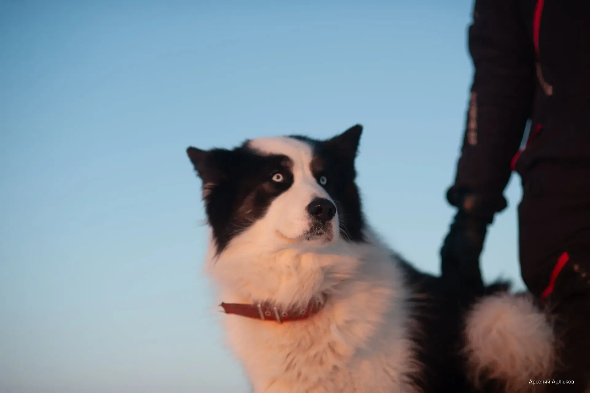 Айкун: хвостатый участник арктических экспедиций РГО 🐕