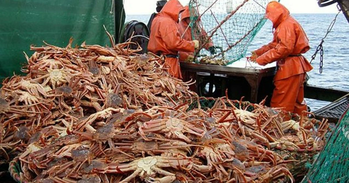 🦀 Дальневосточный краб выходит на рынок Кореи