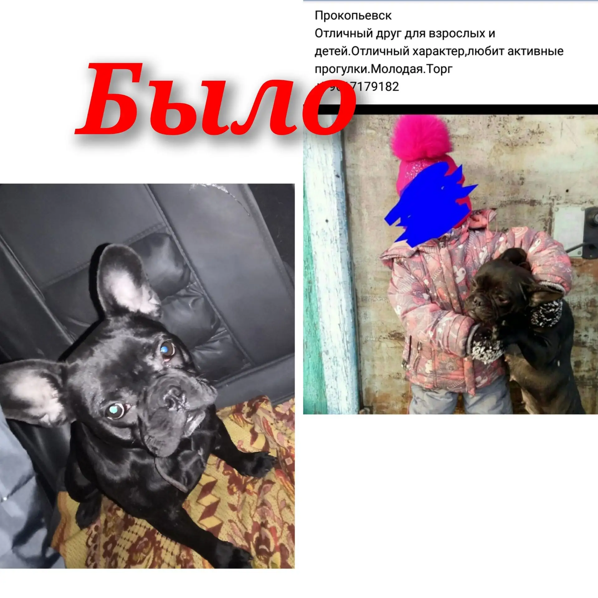 #Амели@sosbulldog