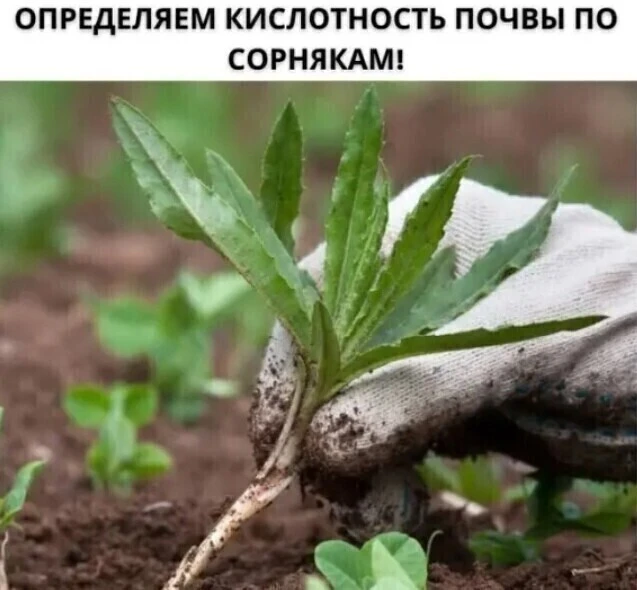 ΚИСЛОТНОСТЬ ПОЧВЫ: ОПРΕДΕЛЯΕΜ ПРАВИЛЬНО!