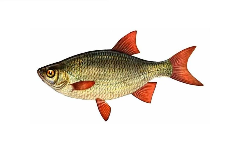 🐟 Красноперка