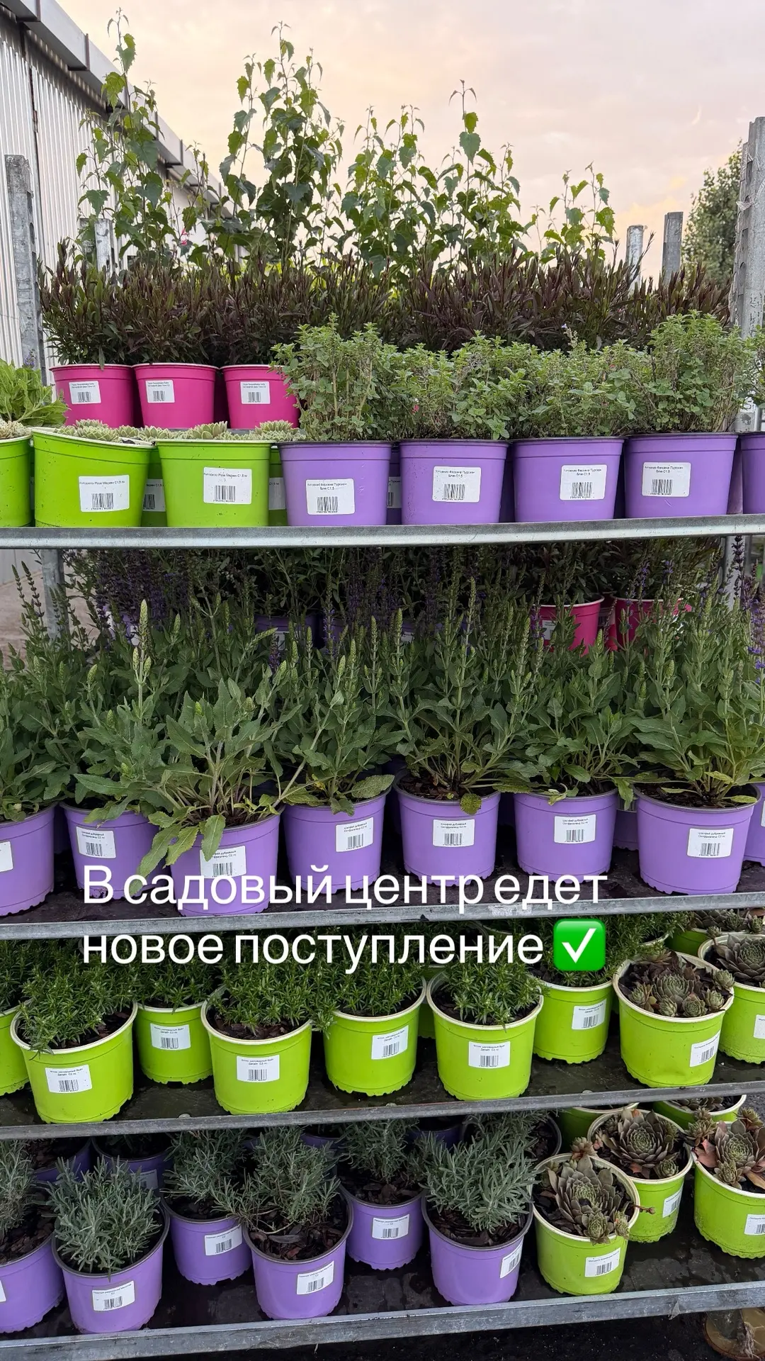 Новый карликовый сорт древовидной гортензии поступил в садовый центр💚