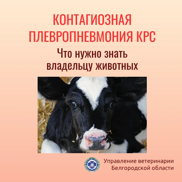 ❗️Контагиозная плевропневмония крупного рогатого скота - это инфекционное заболевание, ...