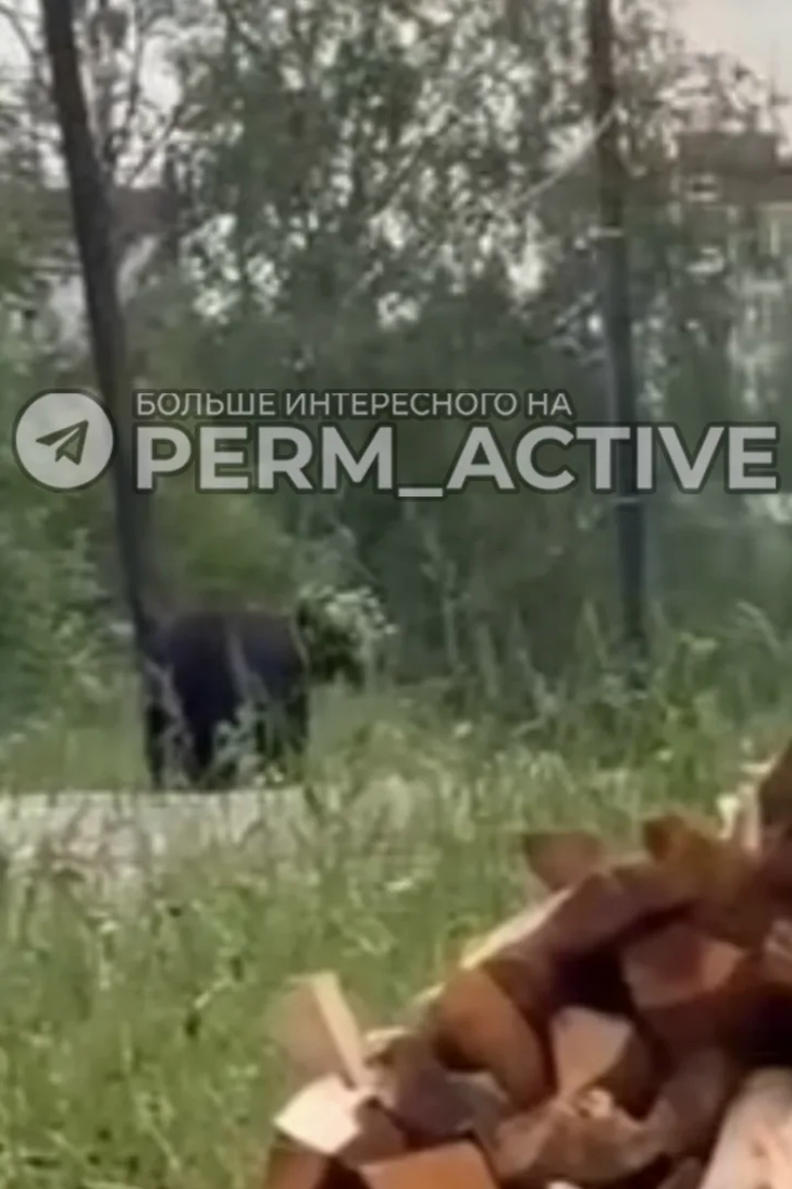 🐻 В Гремячинске жители заметили медведя, который вышел на улицы микрорайона Шахтёрский...