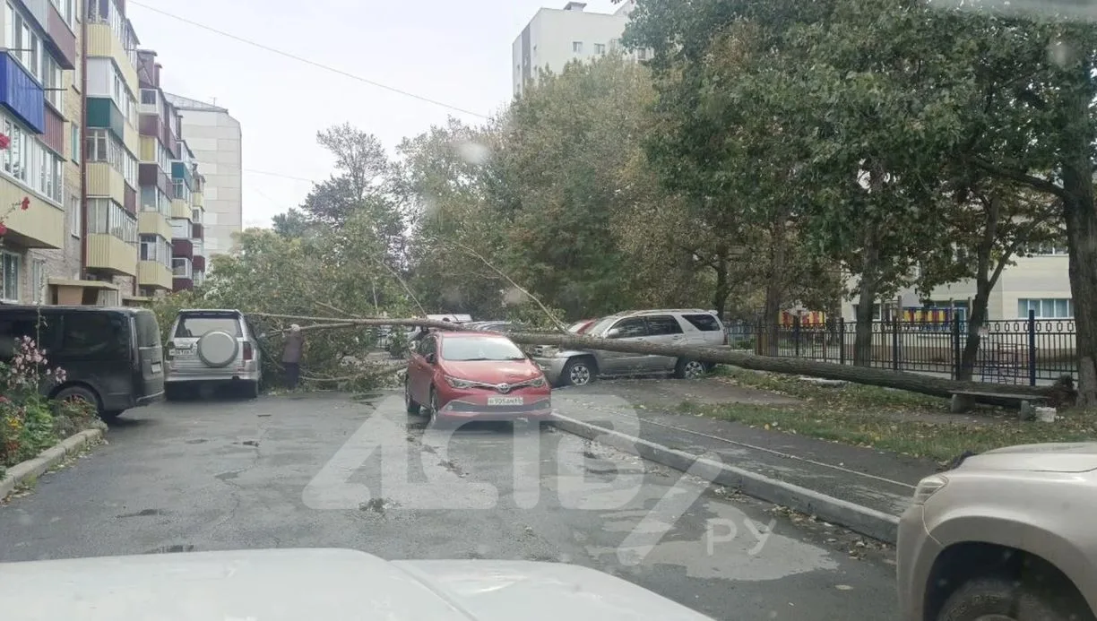 На проспекте Мира в Южно-Сахалинске дерево упало на автомобили