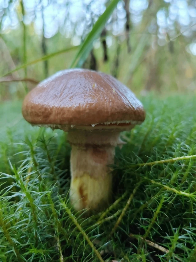 🍄 В лесах Тамбовской области