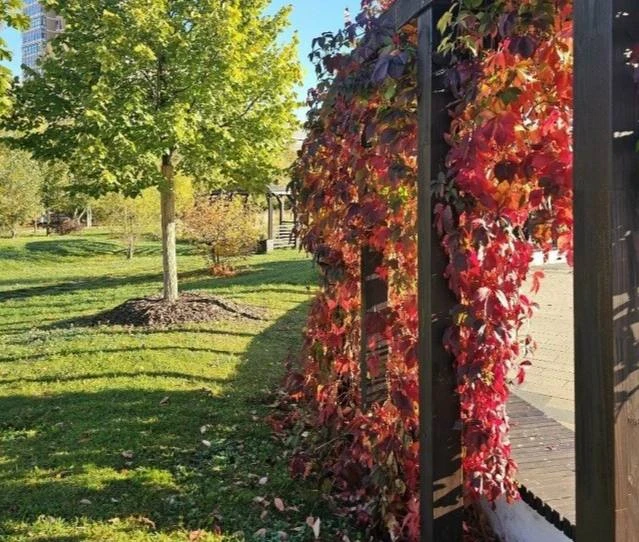 🍁 Академический парк окрасился в красно-жёлтые оттенки