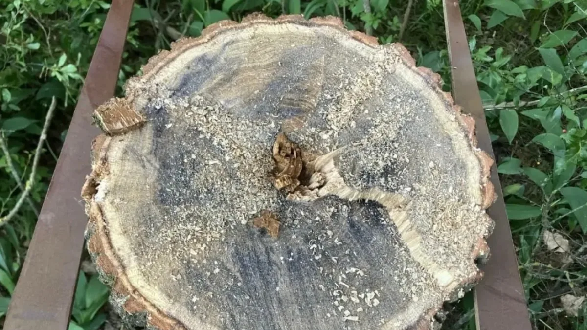 🌳 Двое жителей Самарской области срубили 80-летний дуб для веников и три липы без разр...