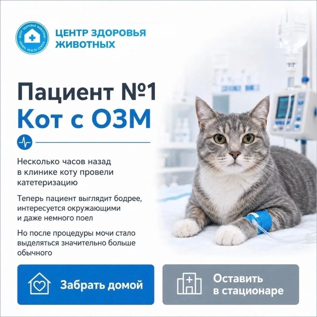 КАКИМ ПАЦИЕНТАМ НУЖЕН КРУГЛОСУТОЧНЫЙ СТАЦИОНАР? 🏥🐾