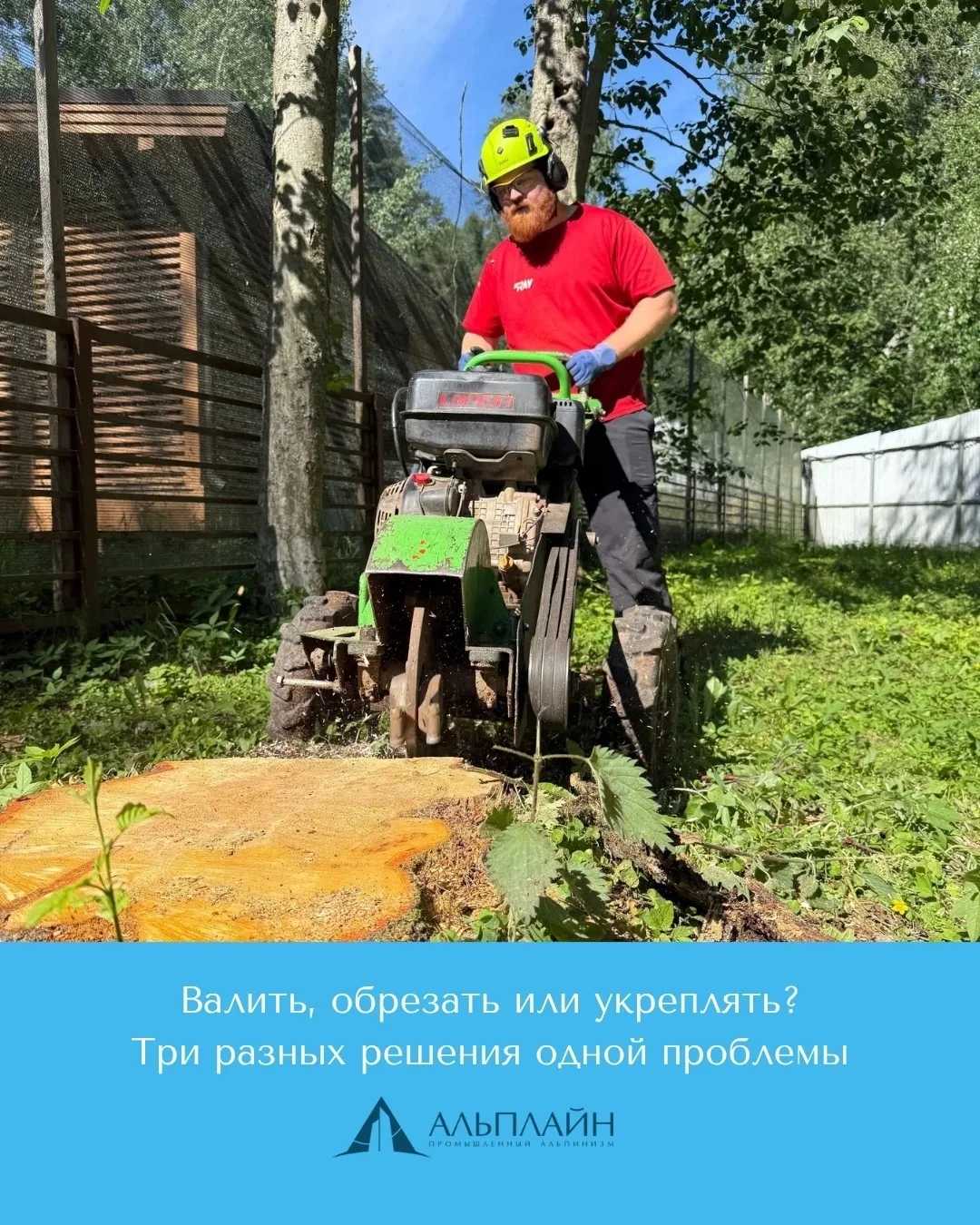 🌳 Валить, обрезать или укреплять? Три разных решения одной проблемы