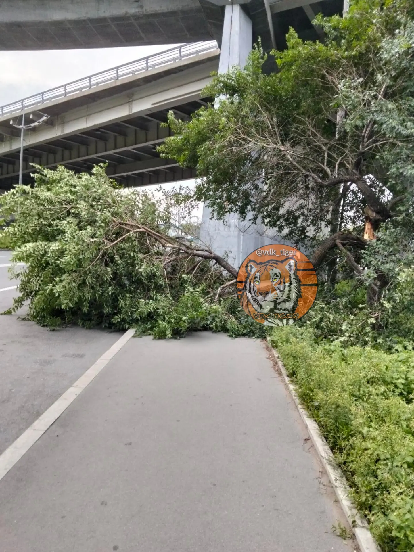 😳🌳Во Владивостоке сегодня очень сильный ветер, будьте аккуратны.