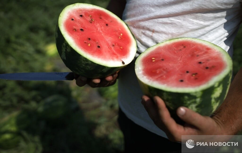 🍉Ранними арбузами легко отравиться из-за того, что они часто перенасыщены нитратными у...