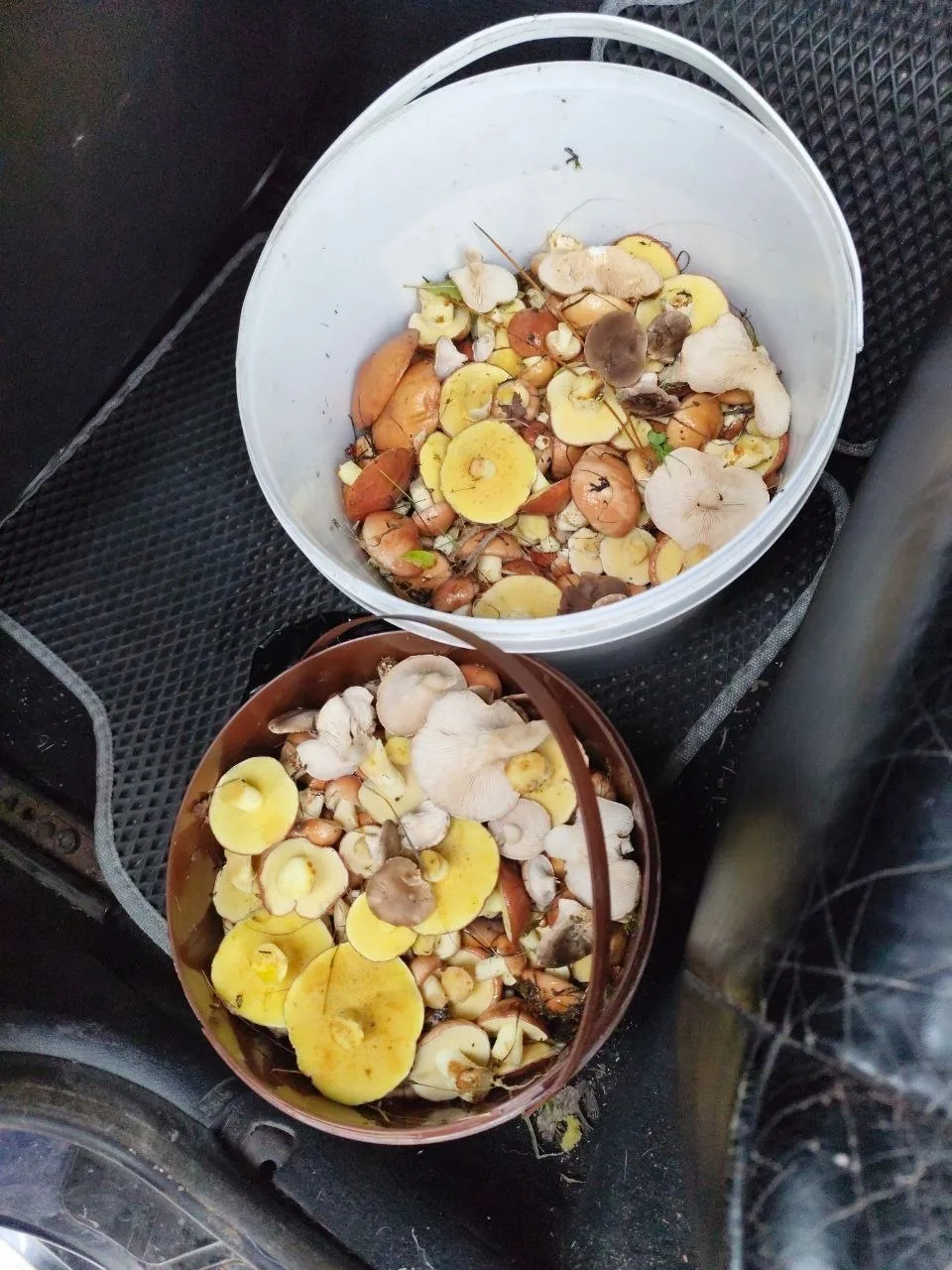 🍄 После дождей в Крыму начался грибной сезон