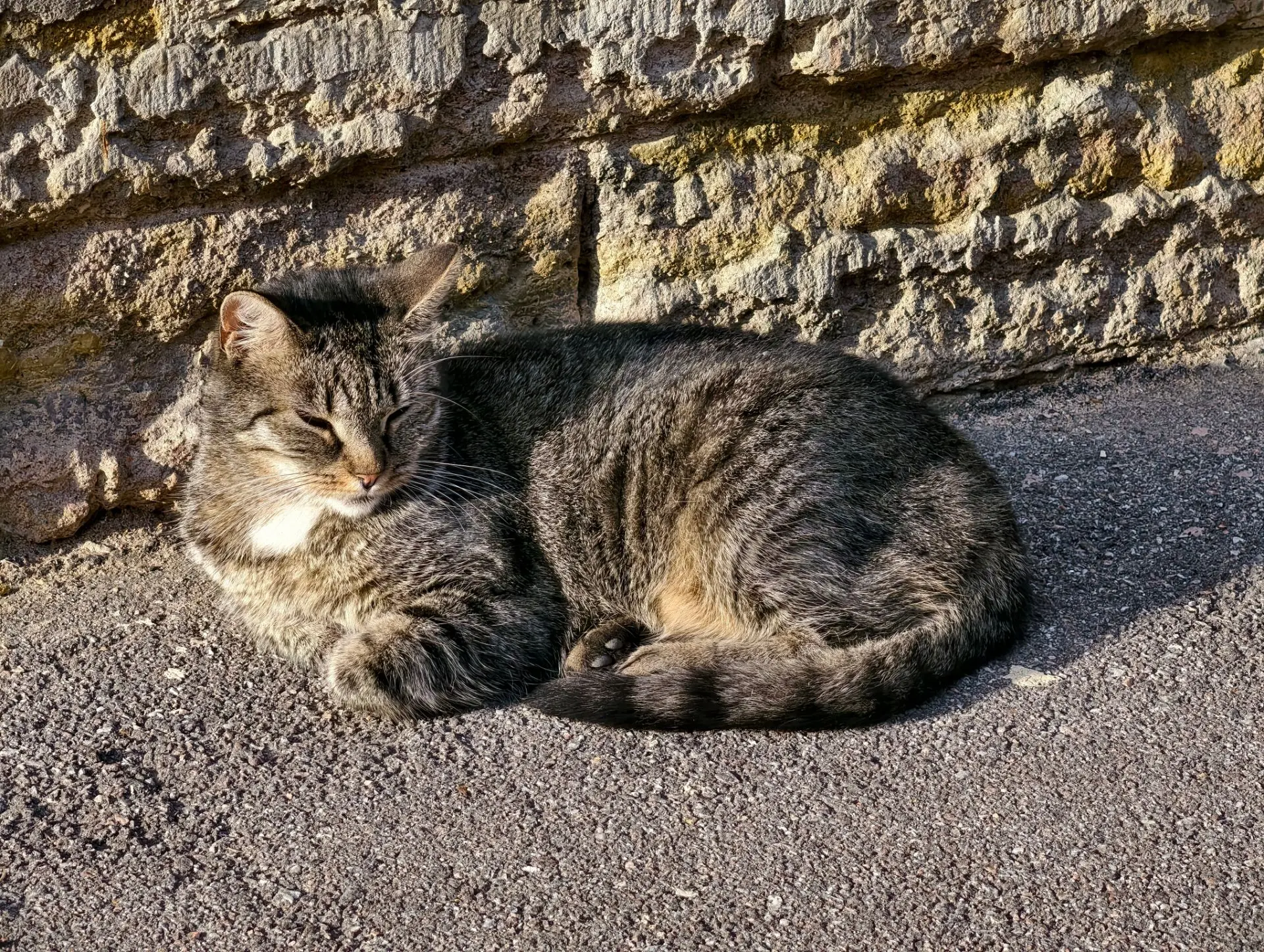 Дворовый еврокотик🐈