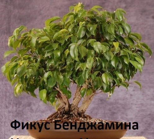 ✅   Комнатные растения, которые эффективно очищают воздух в помещении