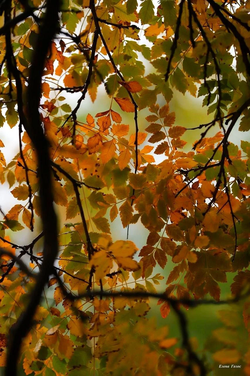 🍂 Начало золотой осени в Севастополе.
