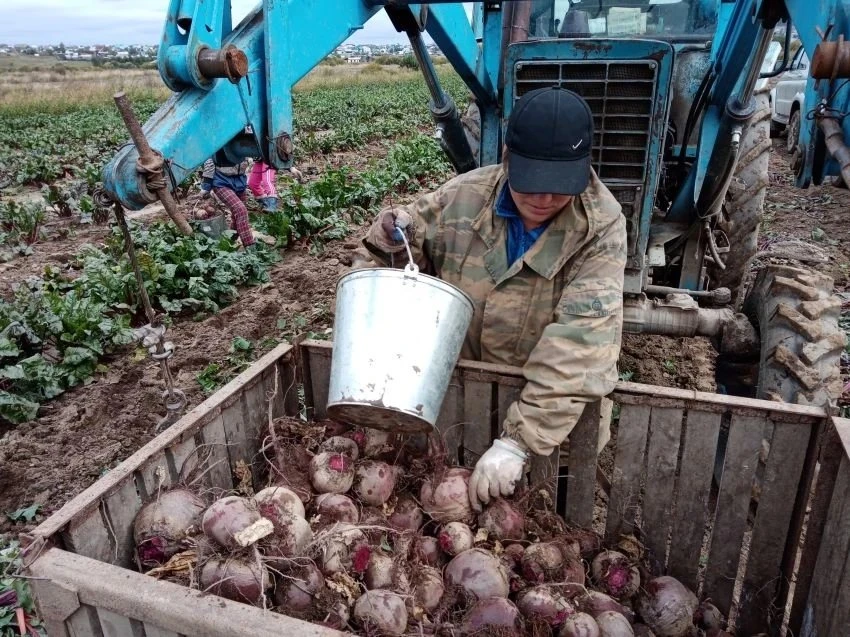 Урожай овощей в Забайкалье на 20% превышает уровень прошлого года