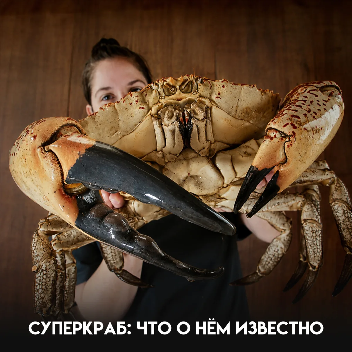 Представьте краба размером почти в полметра и весом больше семнадцати килограммов — и э...