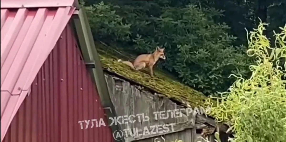 Лиса-скалолазка попала на видео в Киреевском районе
https://newstula.ru/fn_1916609.html

В Киреевско