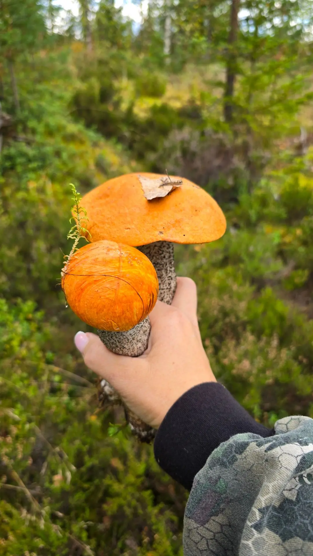 🍄Грибы пошли в Выборгском районе!
