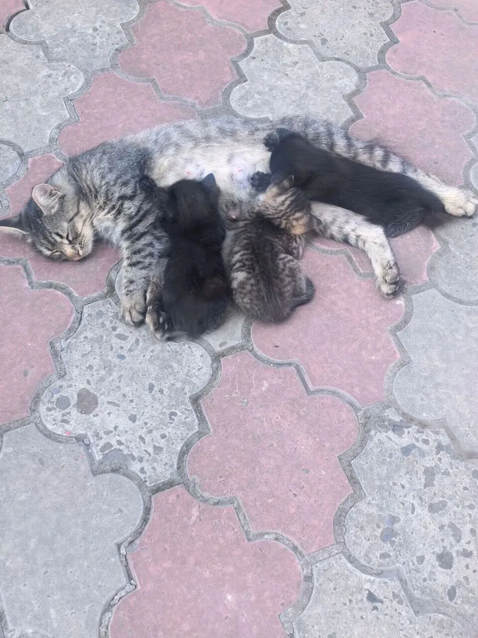 Отдам котят в добрые руки, Антрацит