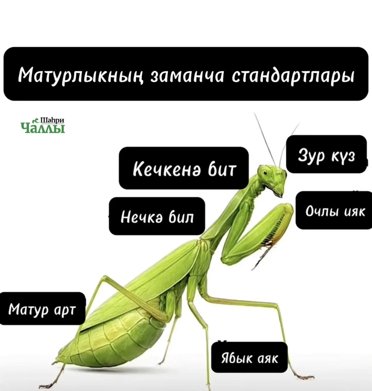 Килешәсезме соң?