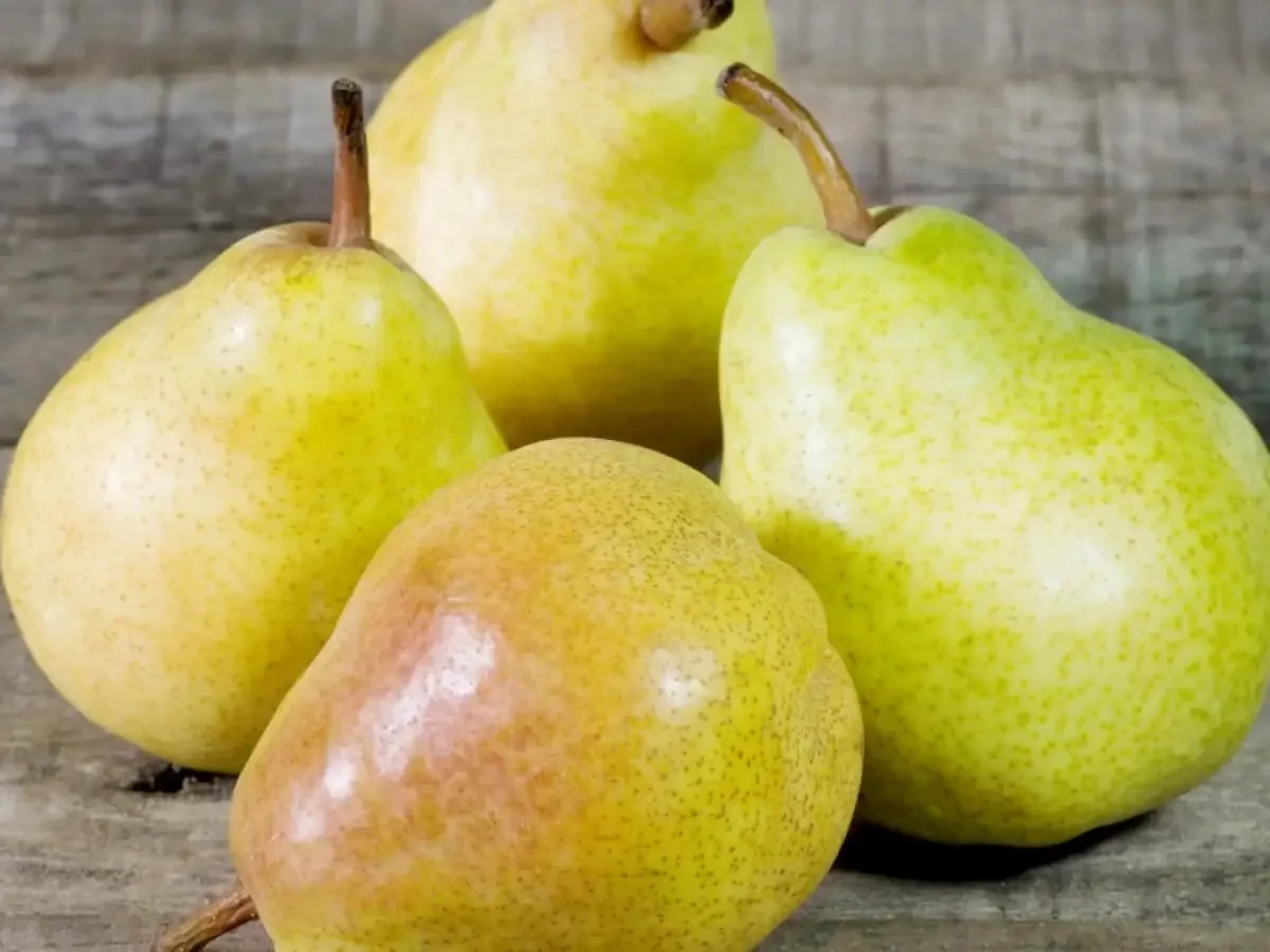 🍐 Три сорта груши, на которые стоит обратить внимание!