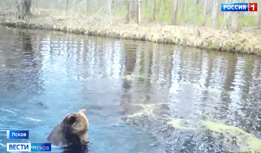 🐻 Численность медведей в Псковской области выросла почти вдвое за десять лет