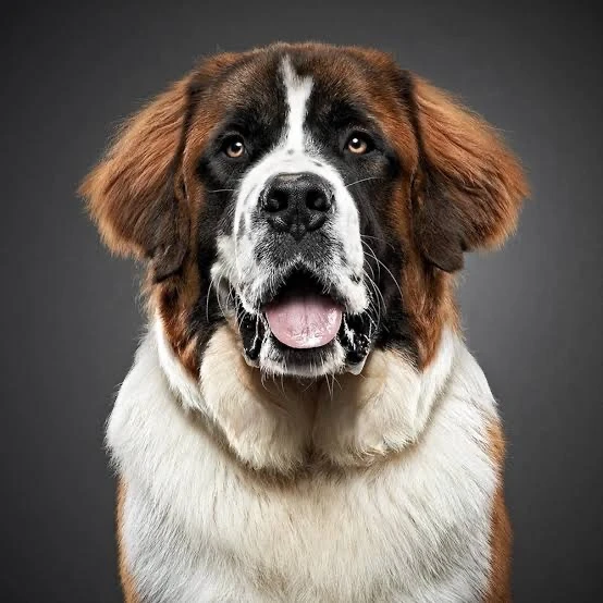 🎬🐕Известные собаки в мировом кинематографе:
