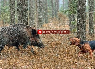 В Кировской области определились со сроками охотничьего сезона 2026–2027 годов — календ...