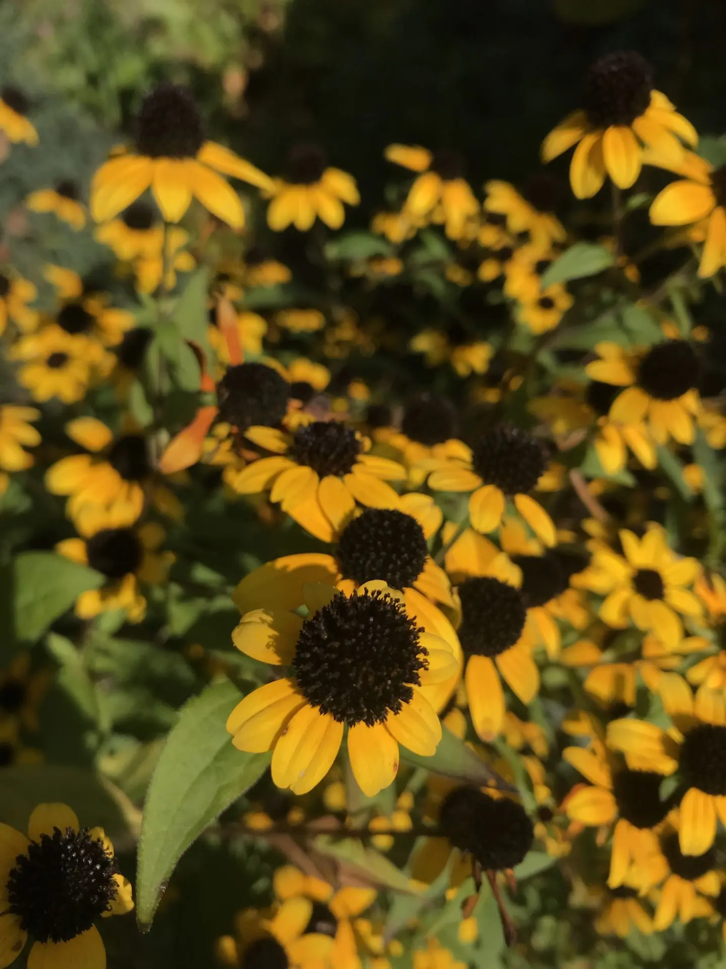 Лёгких и тихих дней! 🌻🧡