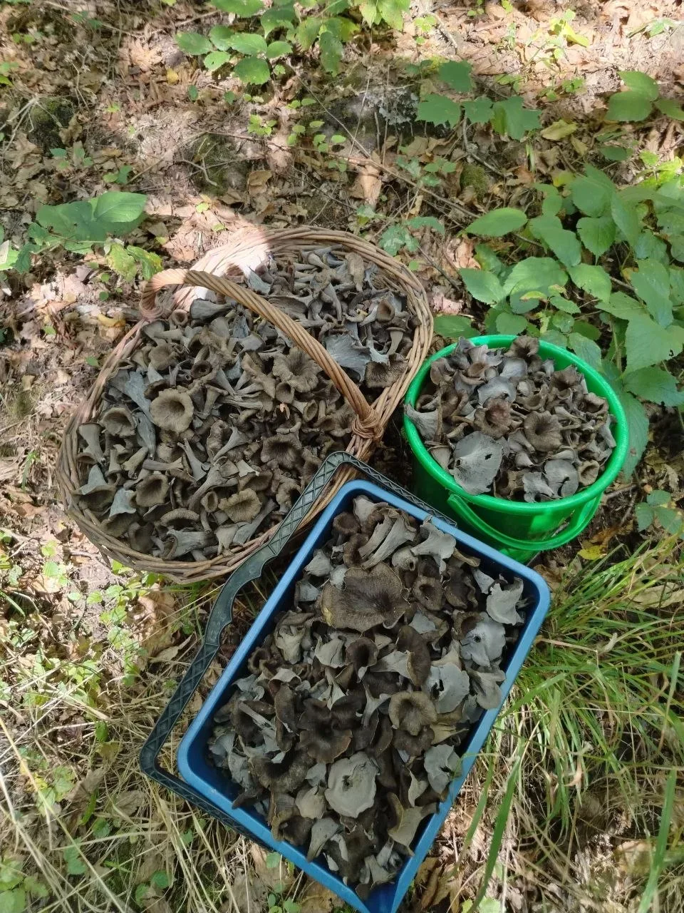 А что чёрным лисичками? 😵
