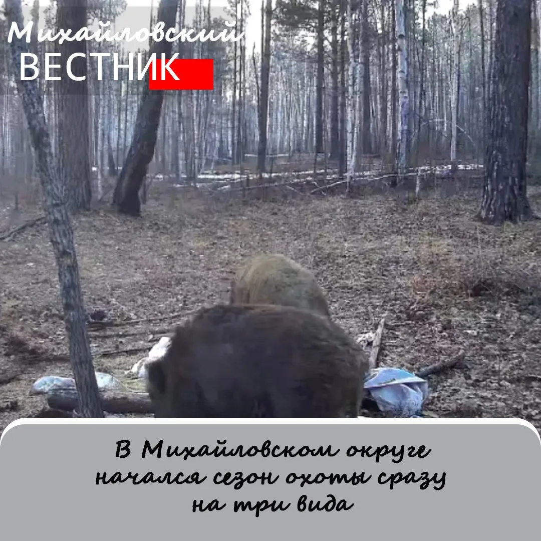 1 августа на территории округа – как и по всему Приамурью – стартовал сезон охоты на ме...