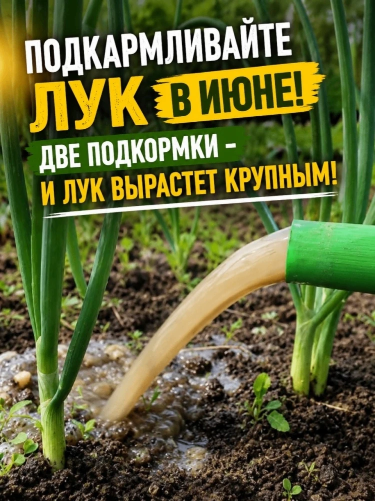 ПОДКАРМЛИВАЙТЕ ЛУК В ИЮНЕ!🌱Две подкормки – и лук вырастет крупным!