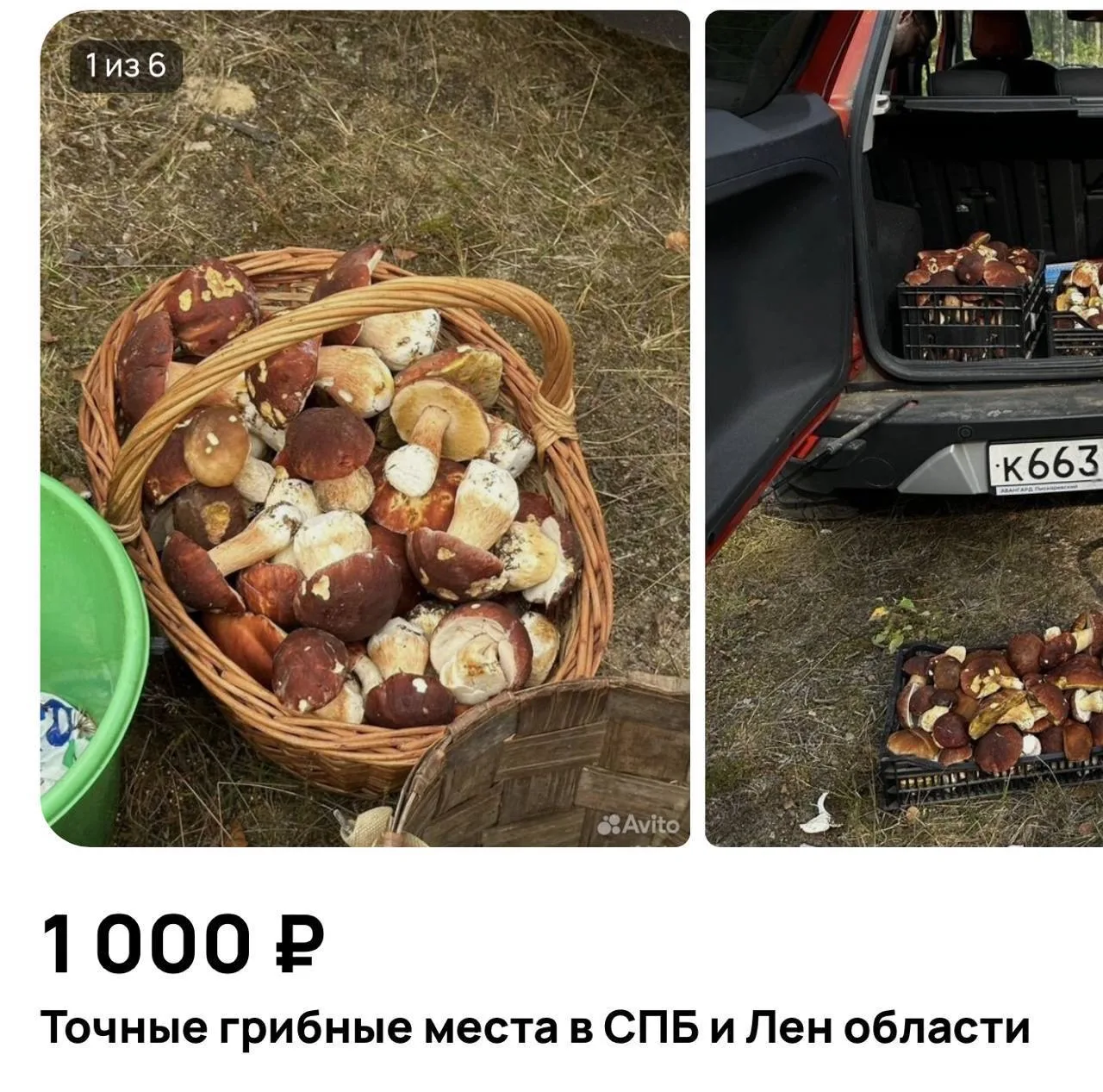 🙈Точные координаты грибных мест начали продавать петербуржцы