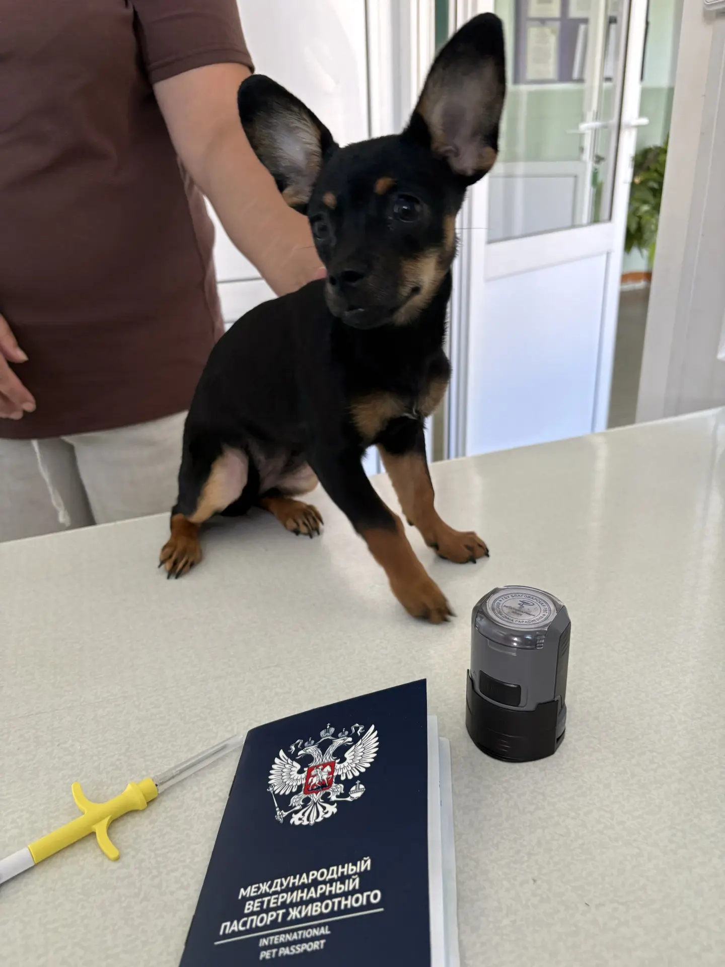 🐾 Друзья, сегодня на приеме была чудесная пациентка — крошка Боня!