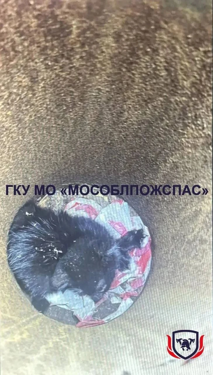 Котёнок два дня просидел в трубе мачты освещения — спасатели вытащили его с глубины 1,5...