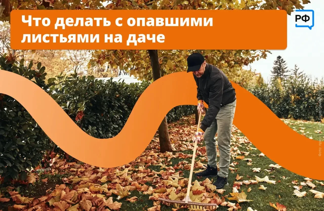 🍁 Каждую осень дачные участки засыпает листвой. Кто-то торопится её убрать, а кто-то о...