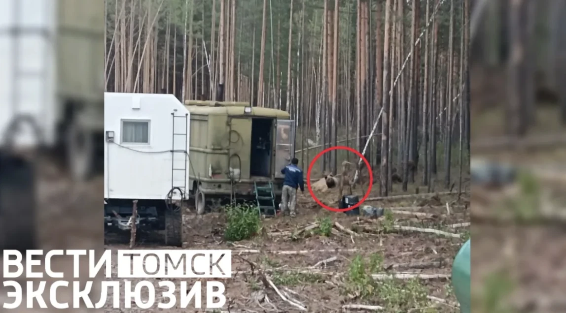 Медведь вышел к рабочим на лесной дороге в Асиновском районе😱