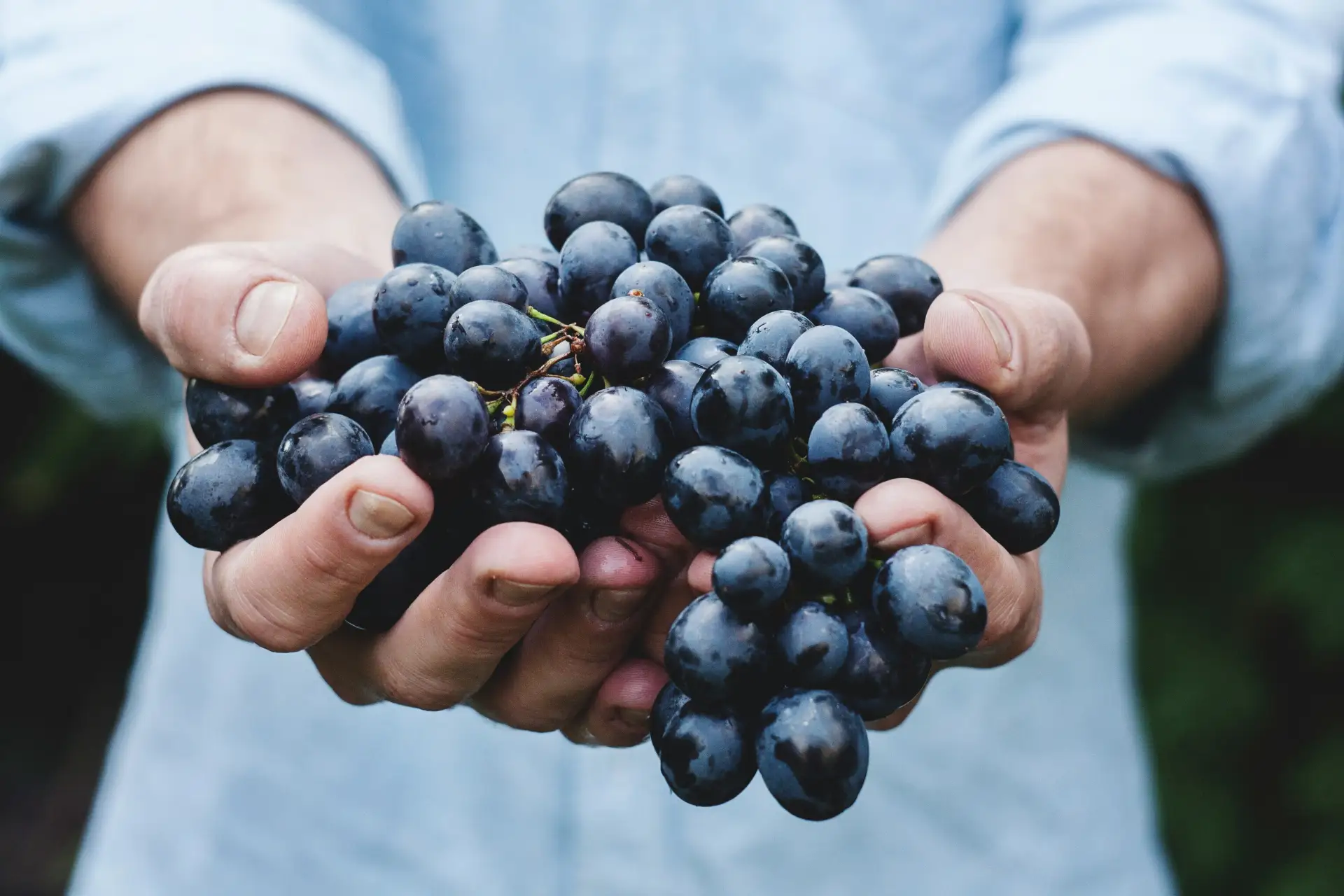 🍷 Ученые хотят сделать первое «космическое» вино