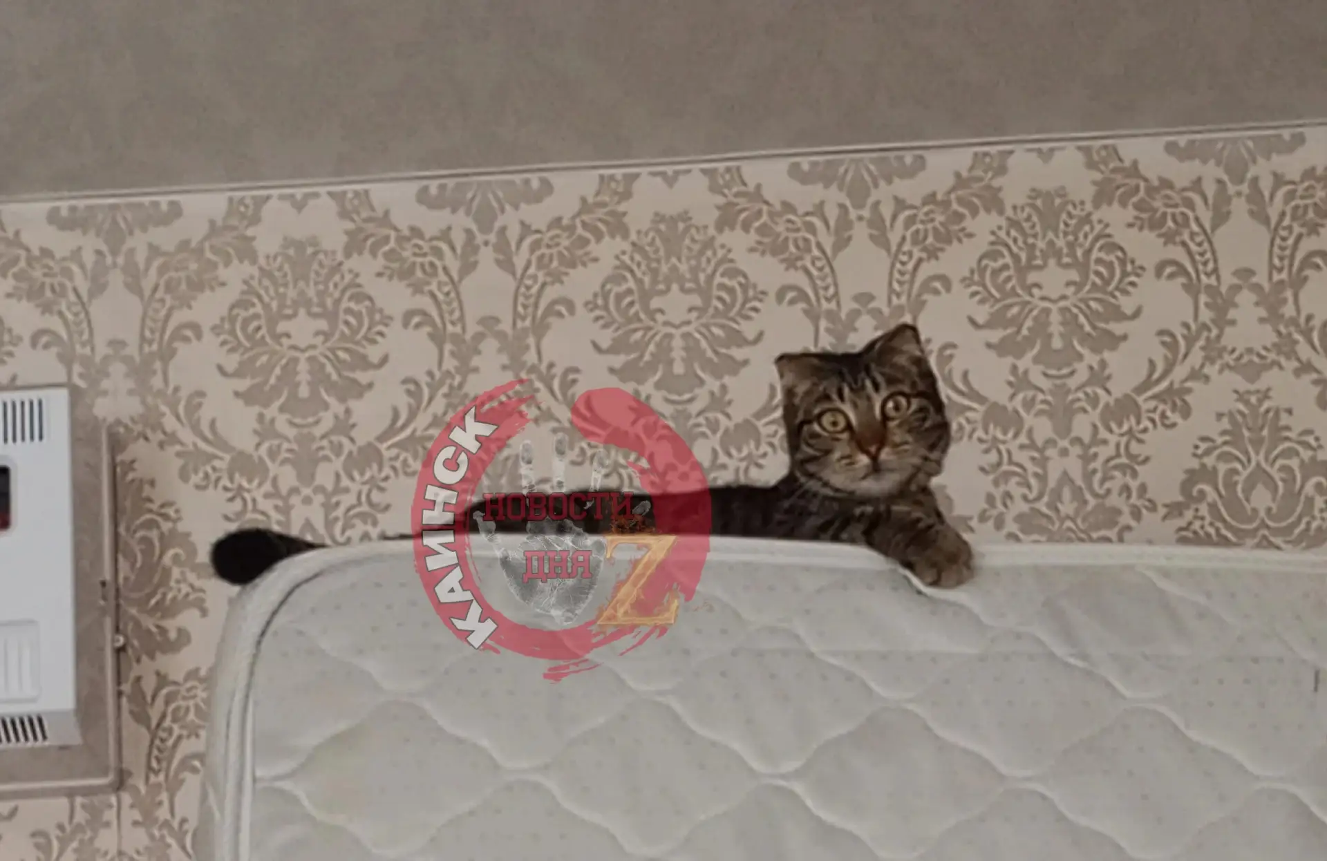 Пропала кошка,по кличке Ася,в районе мошняно,улица Невского, если есть какая то информа...