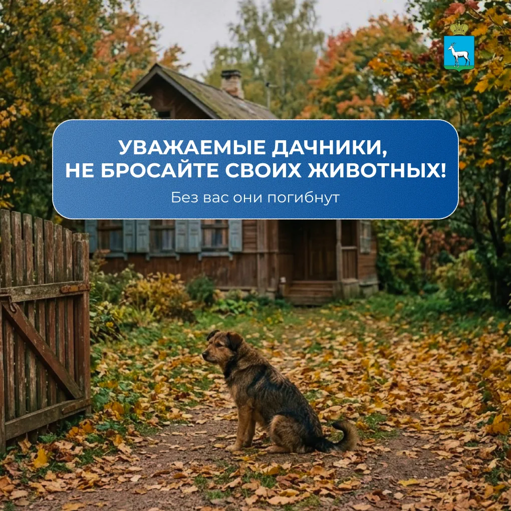 ❗С окончанием дачного сезона многие животные, которых летом взяли на подкормку или прию...